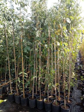 Sorbus aucuparia - Горобина звичайна