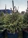 Picea abies - Ялина звичайна формована