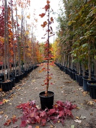 Acer rubrum Autumn Flame
