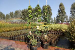 Buy three shade trees and get a coniferous tree as a gift!