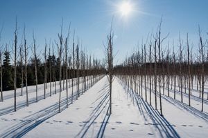 Florex - shade trees in winter