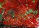 Acer rubrum Autumn Flame - Клен червоний Autumn Flame