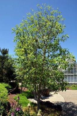 Magnolia virginiana Moonglow - Магнолія віргінська Moonglow