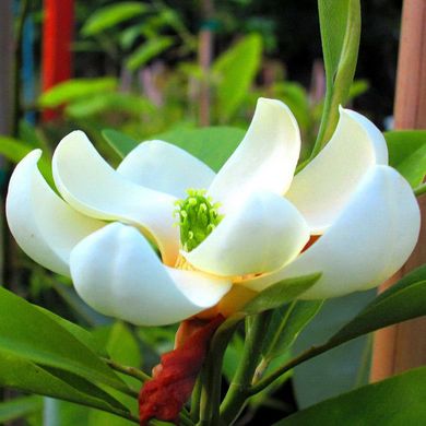 Magnolia virginiana Moonglow - Jim Wilson