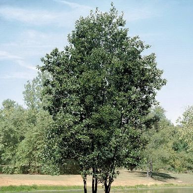 Magnolia virginiana Moonglow - Jim Wilson