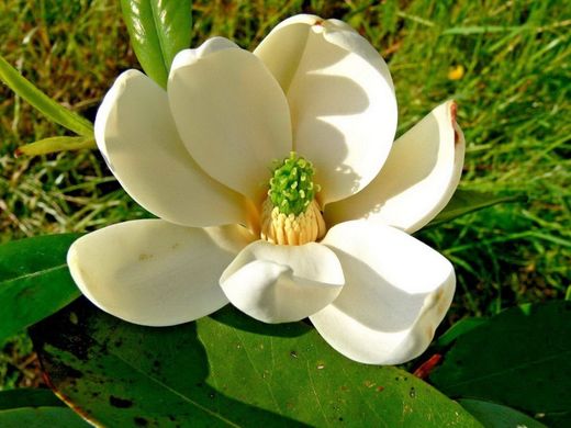 Magnolia virginiana Moonglow - Jim Wilson