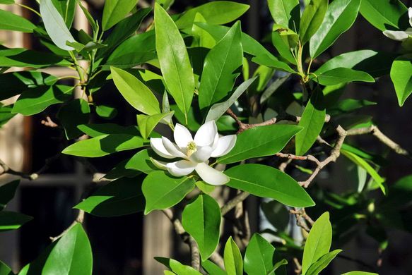 Magnolia virginiana Moonglow - Jim Wilson