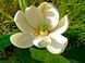 Magnolia virginiana Moonglow - Jim Wilson