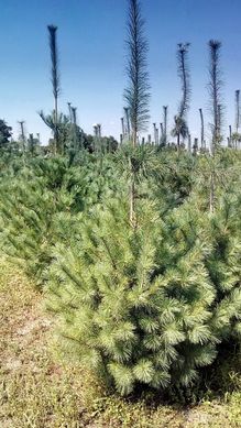 Pinus wallichiana - Сосна гімалайська