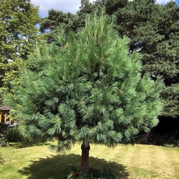 Pinus wallichiana - Сосна гималайская