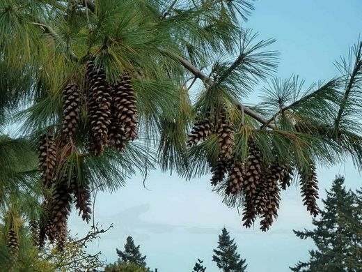 Pinus wallichiana - Сосна гімалайська