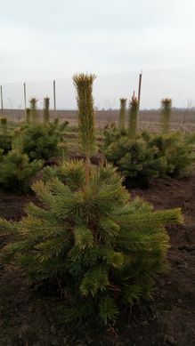 Pinus sylvestris - Сосна звичайна Extra