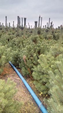 Pinus sylvestris - Сосна звичайна Extra