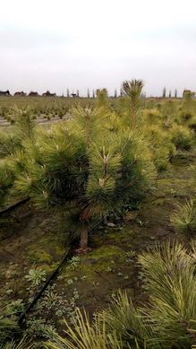 Pinus nigra - Сосна чорна європейська