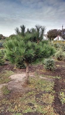Pinus nigra - Сосна чорна європейська
