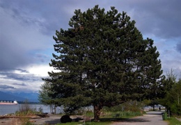 Pinus nigra - Сосна чёрная