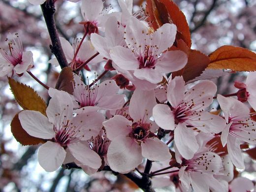 Prunus cerasifera Thundercloud - Слива Thundercloud