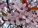 Prunus cerasifera Thundercloud - Слива Thundercloud