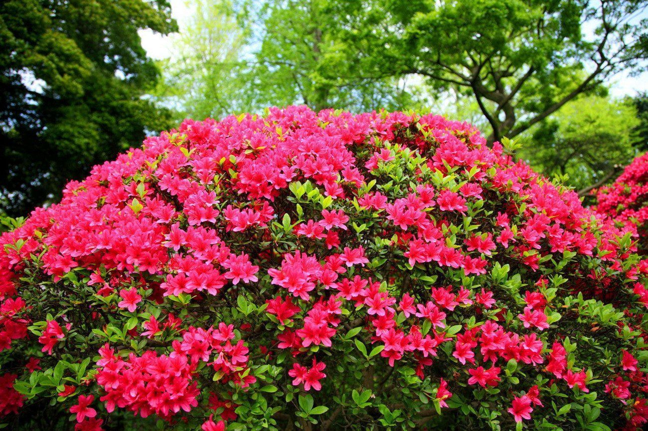 Azalea Japonica Azalea Japonica