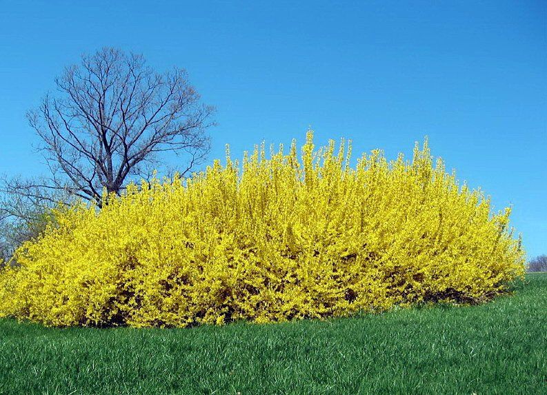 Forsythia suspensa