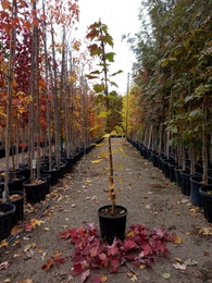 Acer freemanii Armstrong