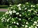 Hydrangea arborescens Anabelle - Гортензія деревовидна Anabelle