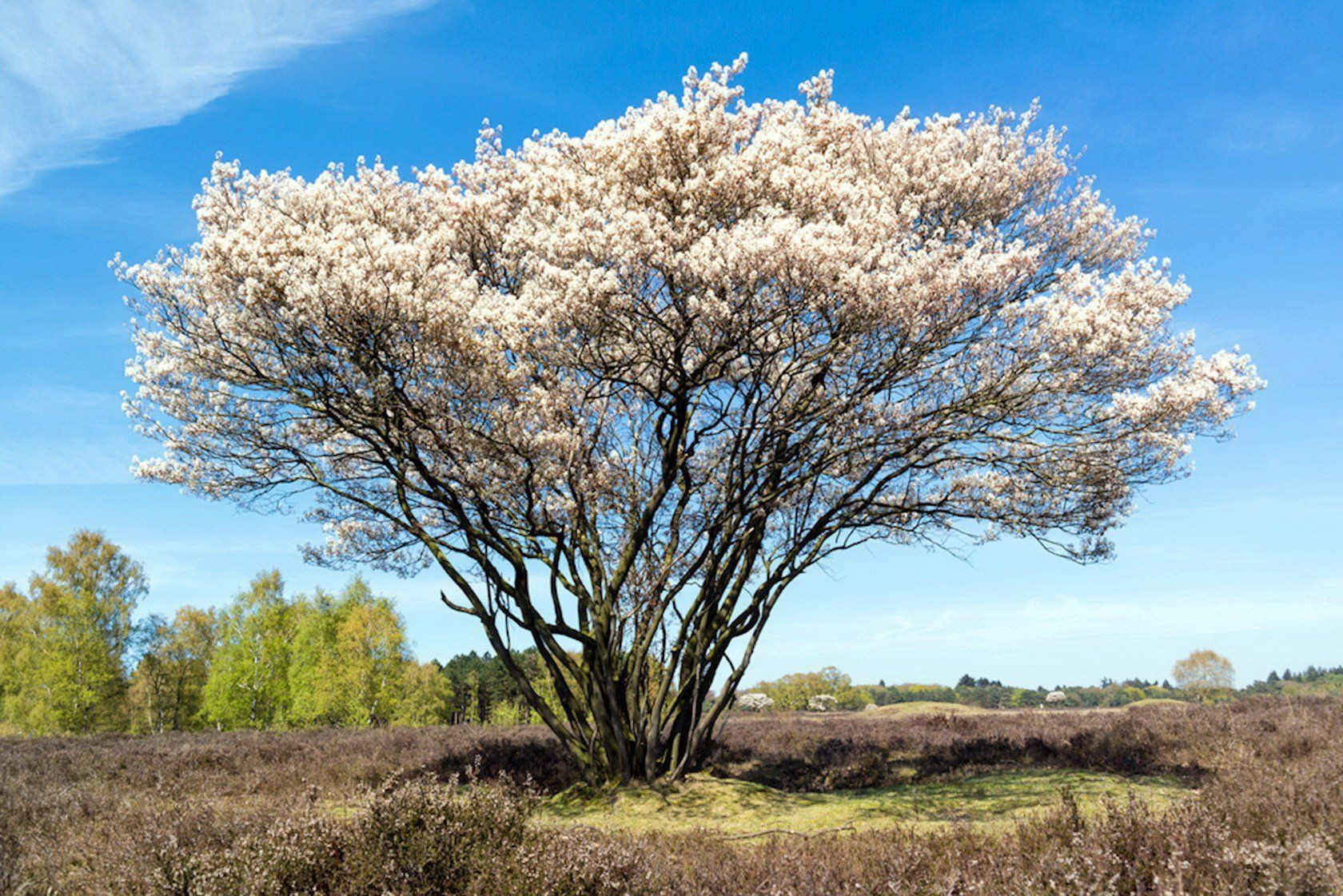 Amelanchier Lamarckii Snowy Mespilus Nursery Of Ornamental Plants 