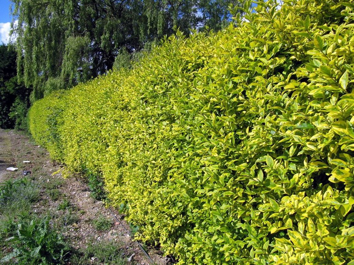 Ligustrum ovalifolium Aureum - Nursery of ornamental plants Florex Ukraine