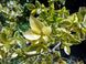 Ligustrum ovalifolium Aureum - Бірючина овальнолистна Aureum