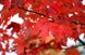 Acer freemanii Autumn Fantasy - Клен Фрімана Autumn Fantasy
