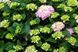 Hydrangea macrophylla Leuchtfeuer - Гортензія великолиста Leuchtfeuer