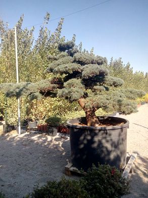 Pinus pentaphylla - Сосна біла японська