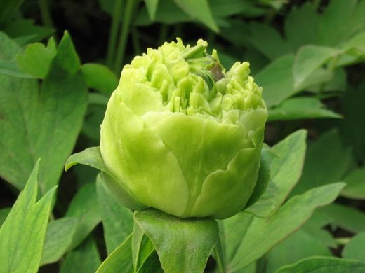 Півонія деревовидна Green Jade - Lu Mu Ying Yu