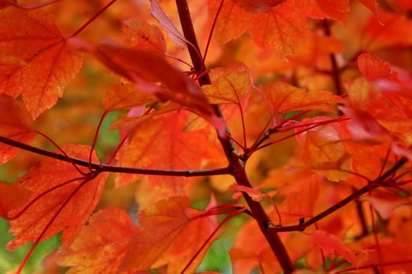 Acer rubrum October Glory - Клен червоний October Glory