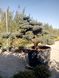 Pinus pentaphylla - Сосна біла японська