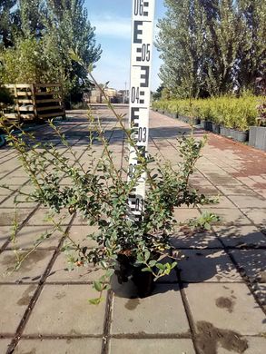 Cotoneaster dammeri - Кизильник Ursynow
