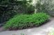 Physocarpus capitatus Tilden Park - Пухироплідник Tilden Park