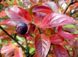 Cotoneaster lucidus - Кизильник блискучий