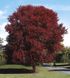 Acer rubrum Burgundy Belle - Клен червоний Burgundy Belle