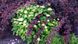 Physocarpus opulifolius Diabolo - Пухироплідник Diabolo