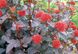 Physocarpus opulifolius Diabolo - Пухироплідник Diabolo
