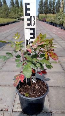 Mahonia aquifolium - Магонія падуболиста