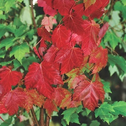 Acer rubrum Somerset - Клен червоний Somerset