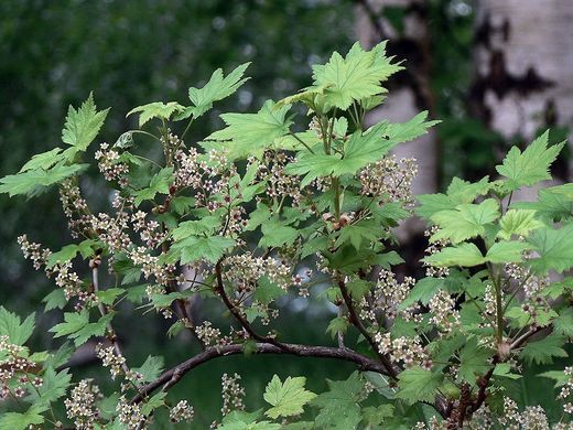 Ribes alpinum - Смородина альпійська