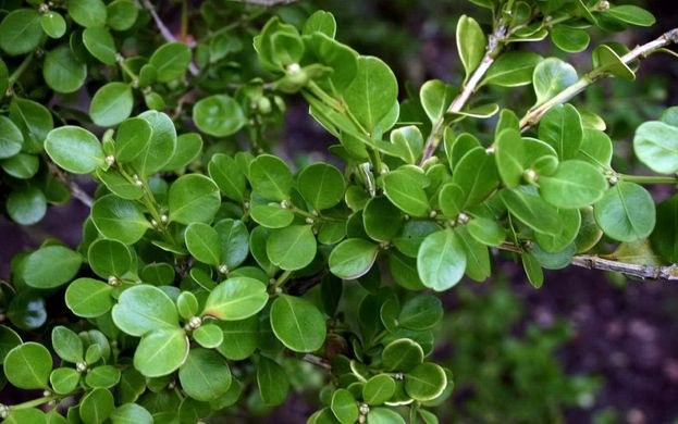Buxus sempervirens  - Самшит вічнозелений