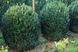 Buxus sempervirens  - Самшит вічнозелений