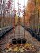Amelanchier grandiflora Autumn Brilliance