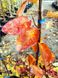 Amelanchier grandiflora Autumn Brilliance