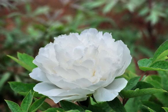 Півонія деревовидна White Snow - Bai Xue Gong Zhu
