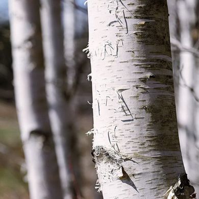 Betula papyrifera - Береза паперова